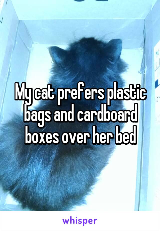 My cat prefers plastic bags and cardboard boxes over her bed