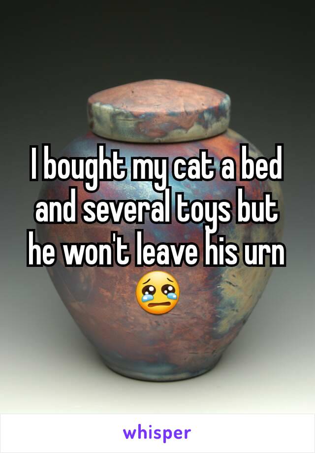 I bought my cat a bed and several toys but he won't leave his urn 😢