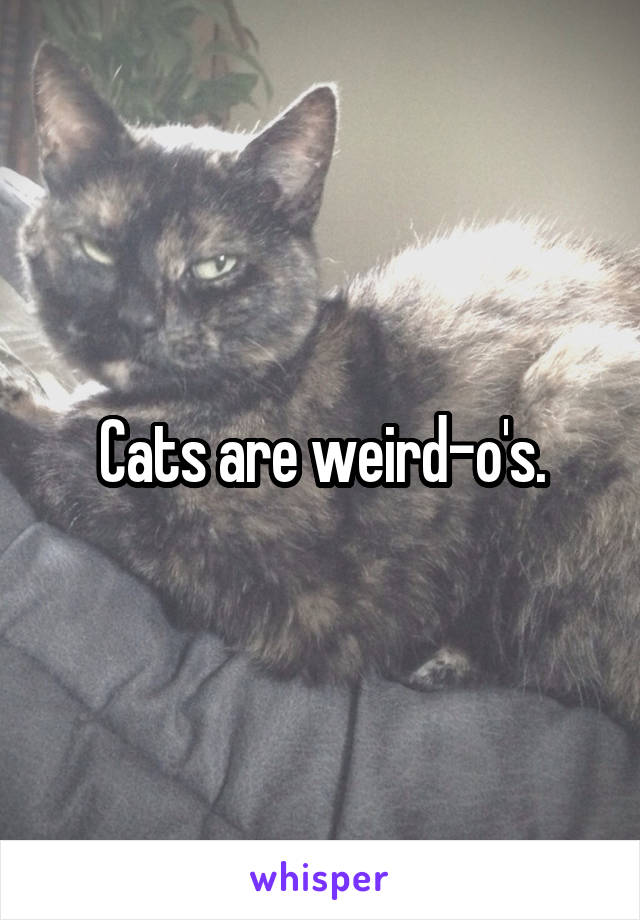 Cats are weird-o's.