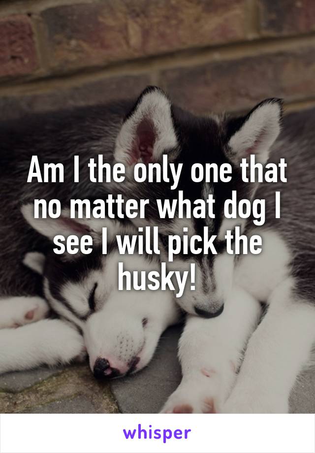Am I the only one that no matter what dog I see I will pick the husky!