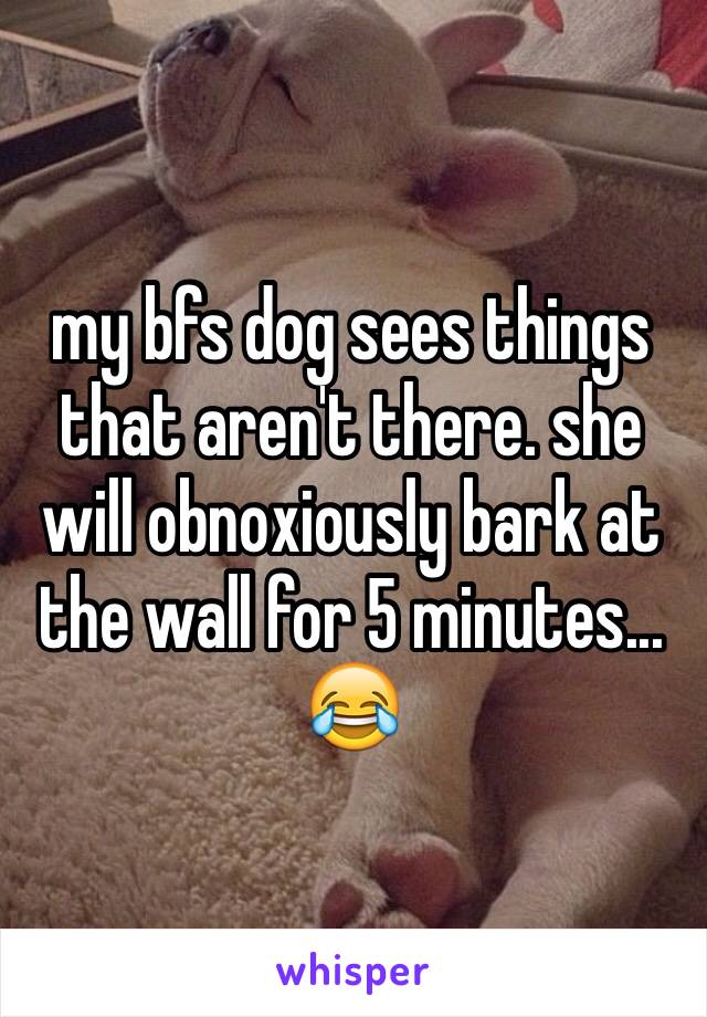 my bfs dog sees things that aren't there. she will obnoxiously bark at the wall for 5 minutes... 😂
