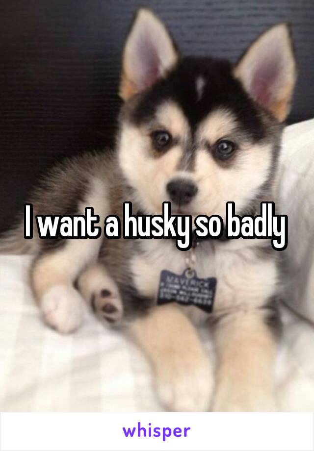 I want a husky so badly 