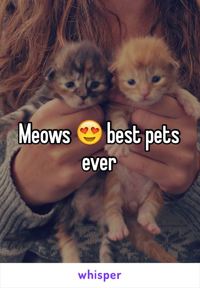 Meows 😍 best pets ever