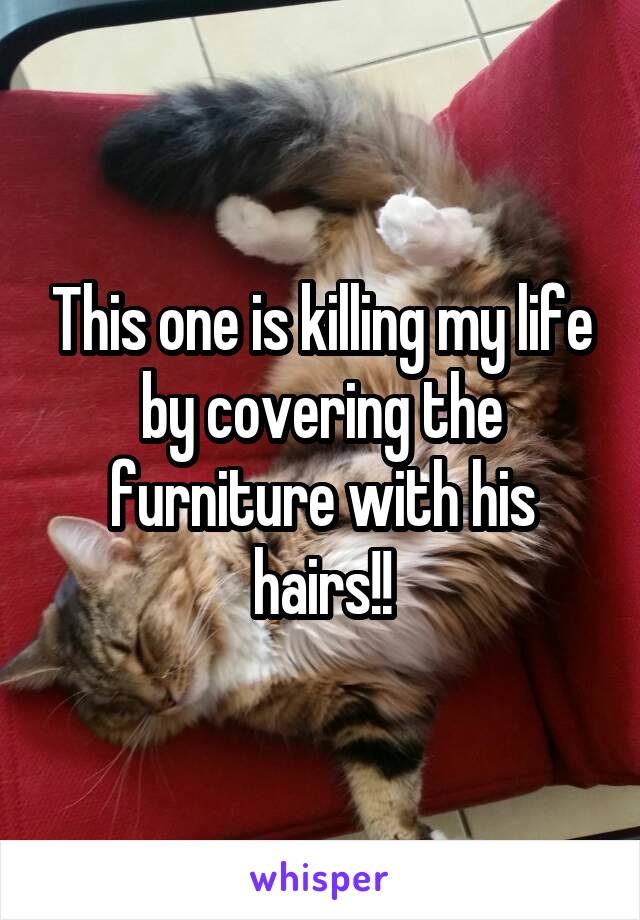 This one is killing my life by covering the furniture with his hairs!!