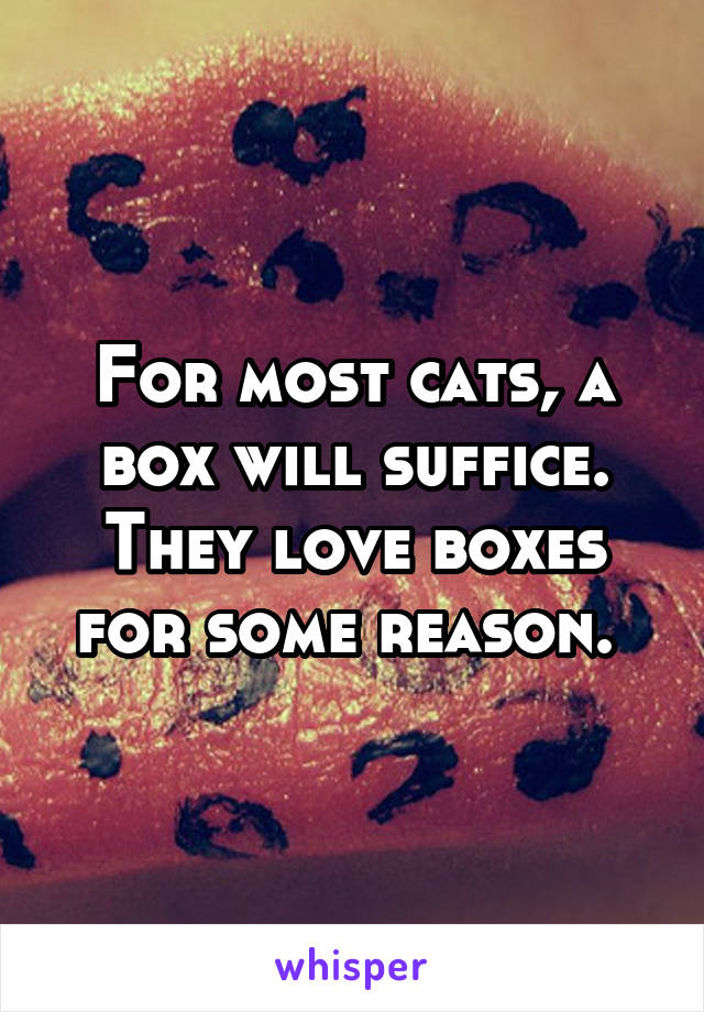 For most cats, a box will suffice. They love boxes for some reason. 