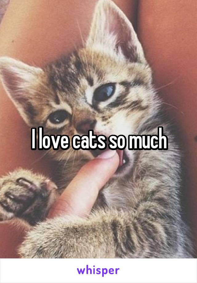 I love cats so much