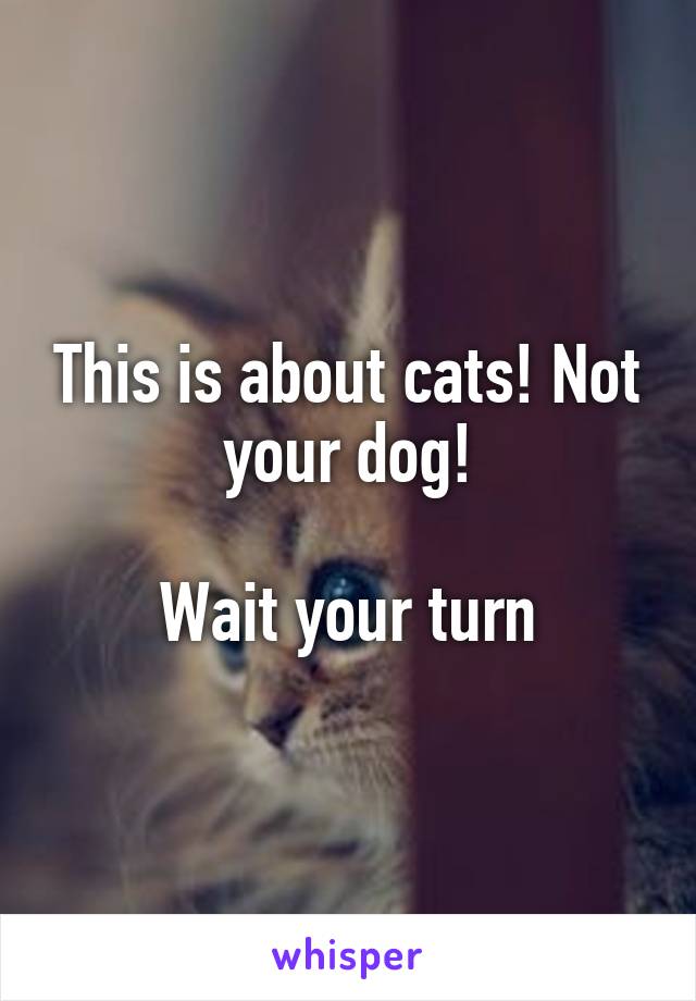 This is about cats! Not your dog!

Wait your turn