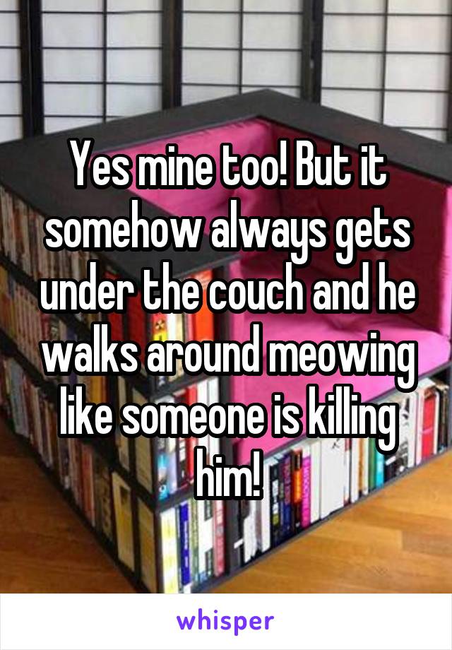 Yes mine too! But it somehow always gets under the couch and he walks around meowing like someone is killing him!