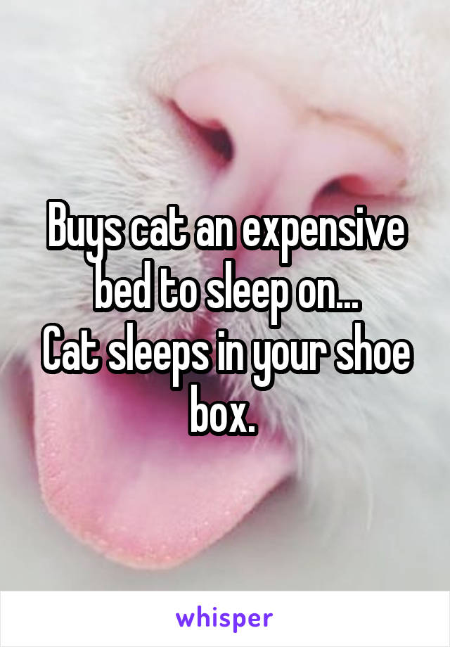 Buys cat an expensive bed to sleep on...
Cat sleeps in your shoe box. 