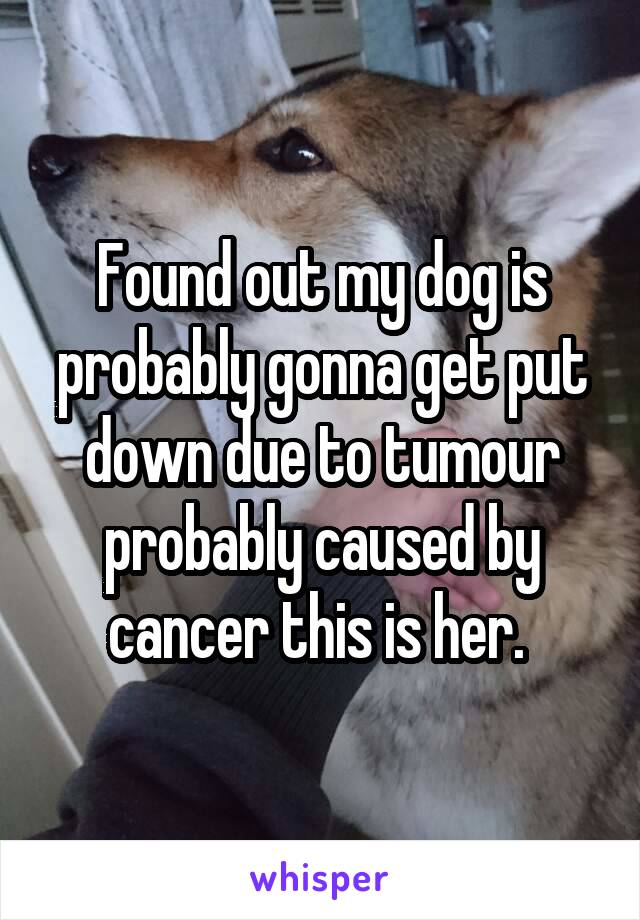 Found out my dog is probably gonna get put down due to tumour probably caused by cancer this is her. 