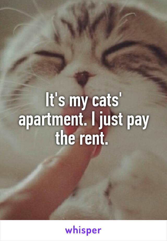 It's my cats' apartment. I just pay the rent. 