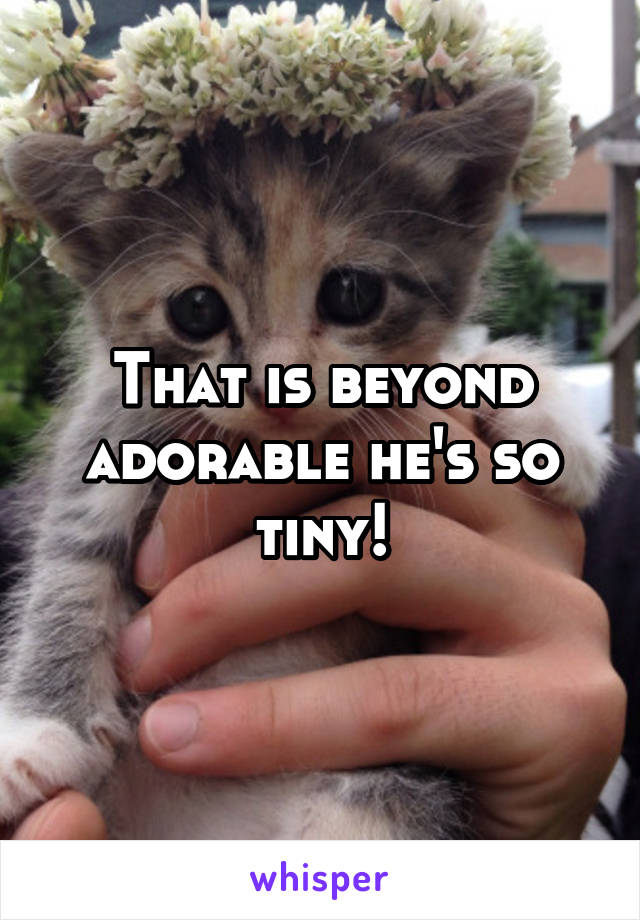 That is beyond adorable he's so tiny!