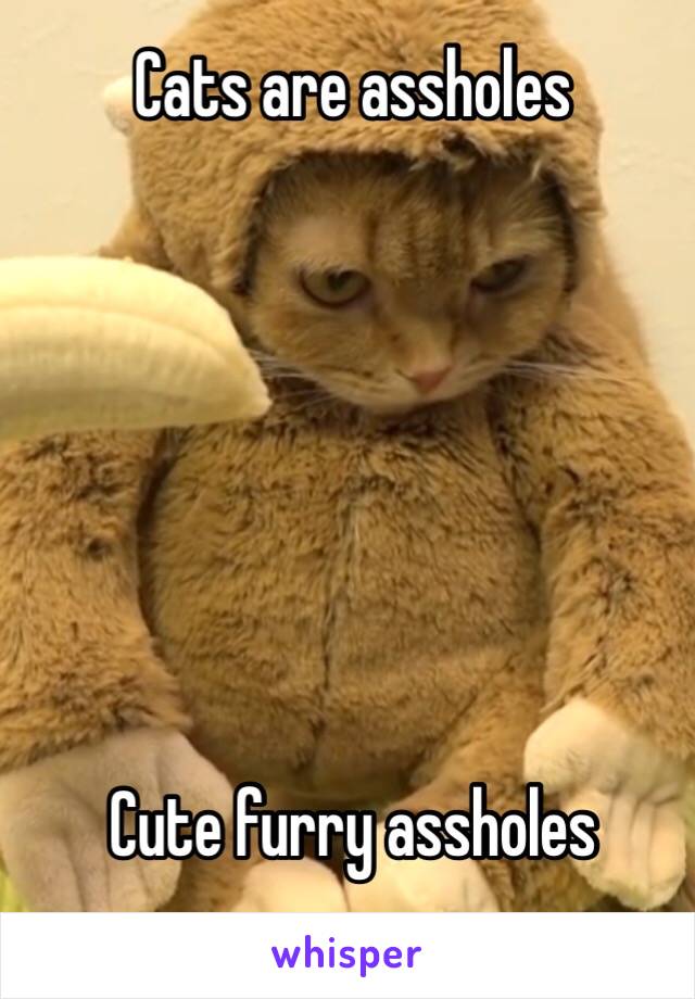 Cats are assholes







Cute furry assholes