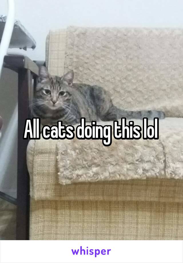 All cats doing this lol 