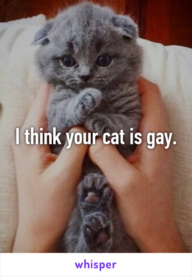 I think your cat is gay.