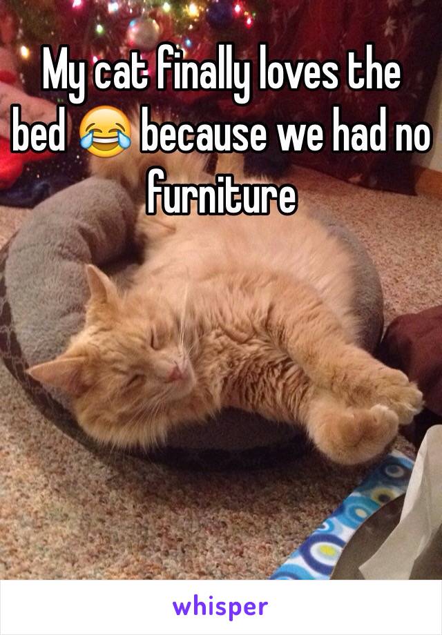 My cat finally loves the bed 😂 because we had no furniture 