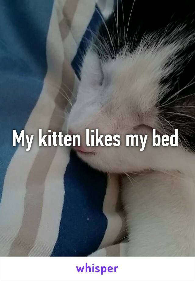 My kitten likes my bed 