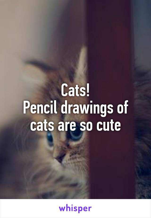 Cats!
Pencil drawings of cats are so cute