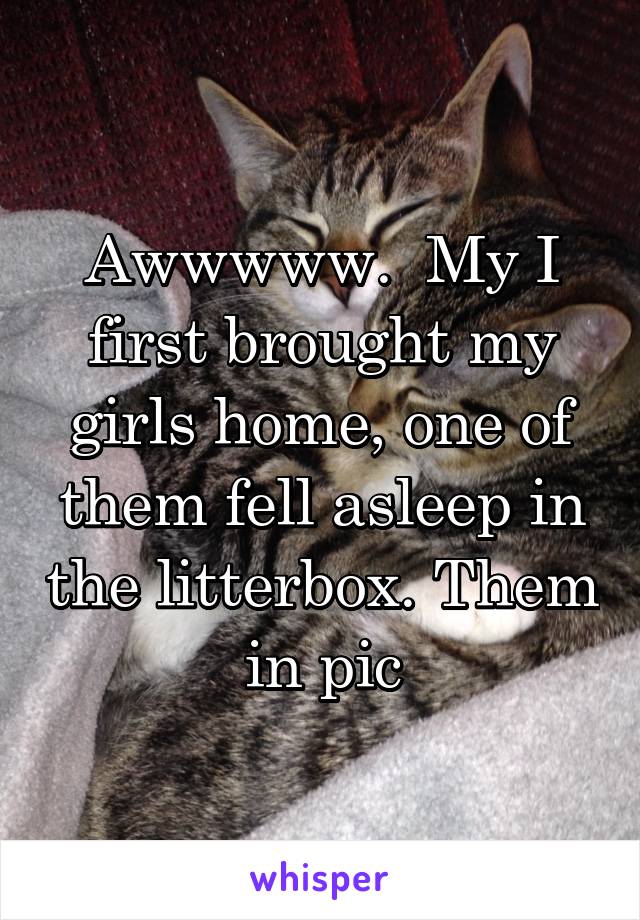 Awwwww.  My I first brought my girls home, one of them fell asleep in the litterbox. Them in pic