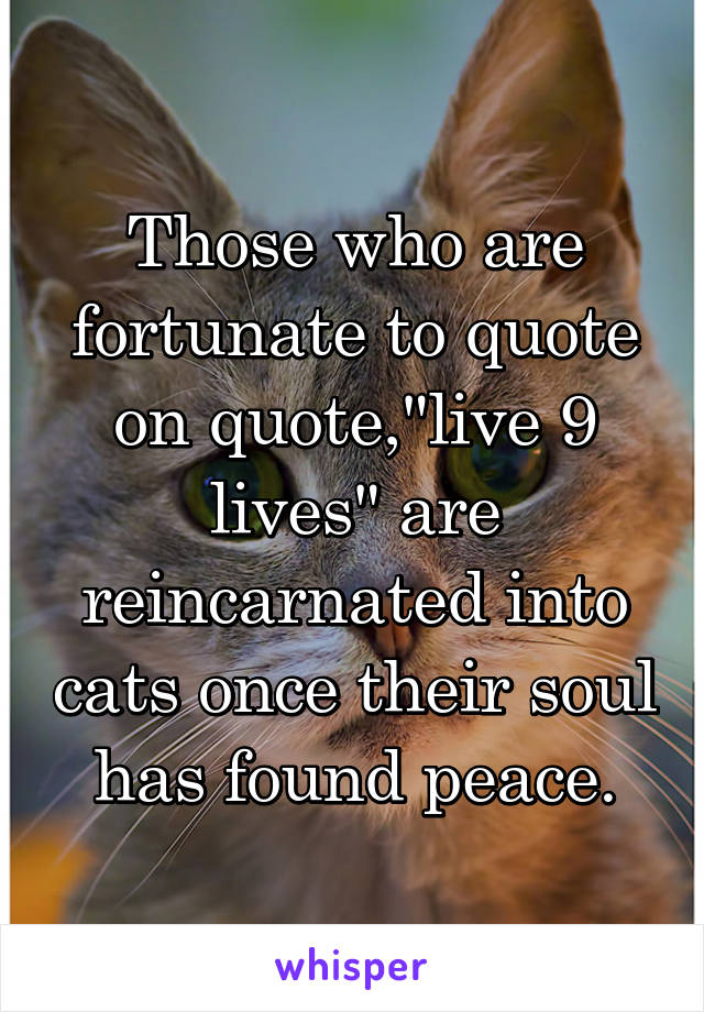 Those who are fortunate to quote on quote,"live 9 lives" are reincarnated into cats once their soul has found peace.