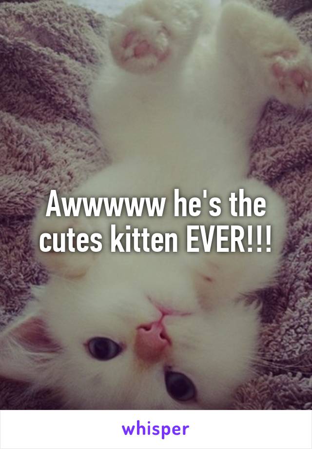 Awwwww he's the cutes kitten EVER!!!