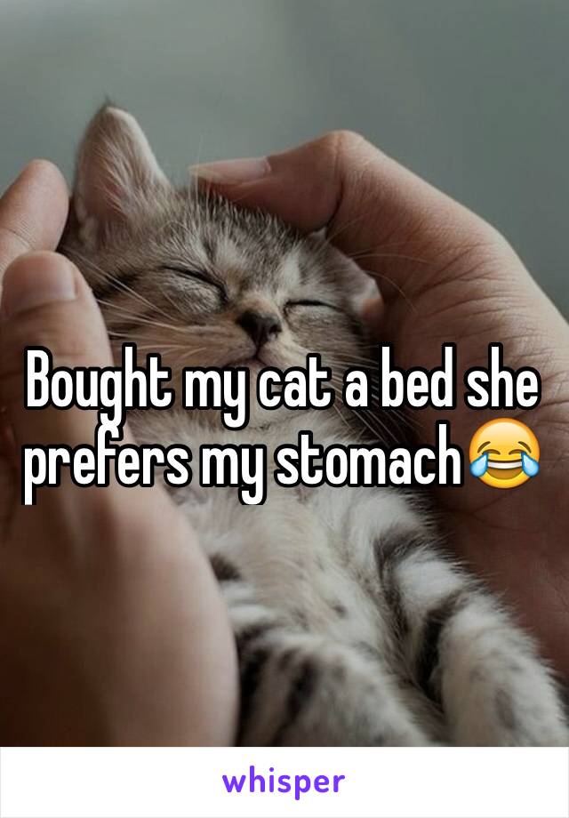 Bought my cat a bed she prefers my stomach😂