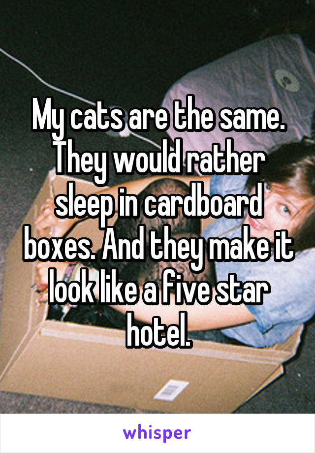 My cats are the same. They would rather sleep in cardboard boxes. And they make it look like a five star hotel.