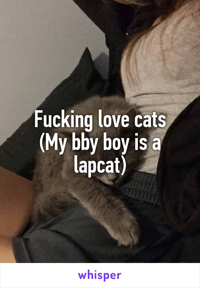 Fucking love cats
(My bby boy is a lapcat)