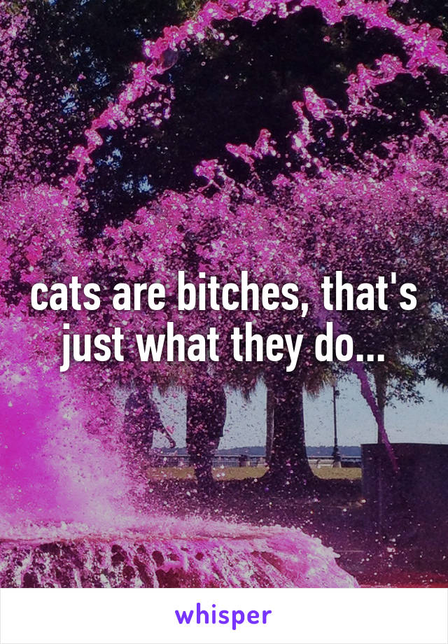 cats are bitches, that's just what they do...