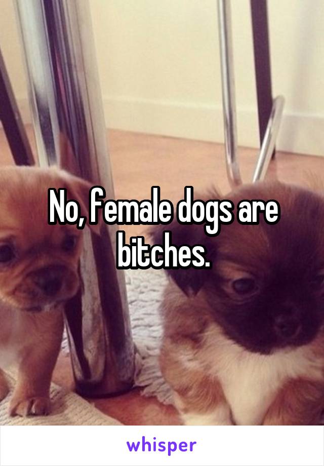 No, female dogs are bitches.