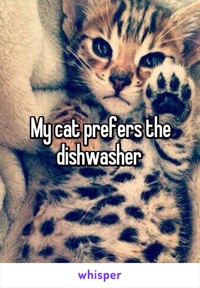 My cat prefers the dishwasher 