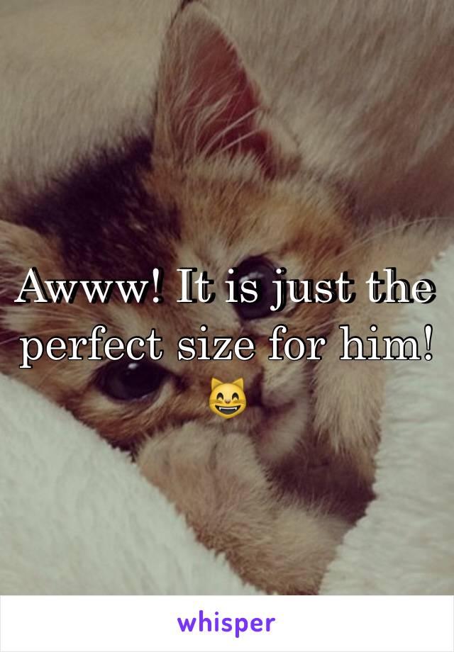 Awww! It is just the perfect size for him!😸