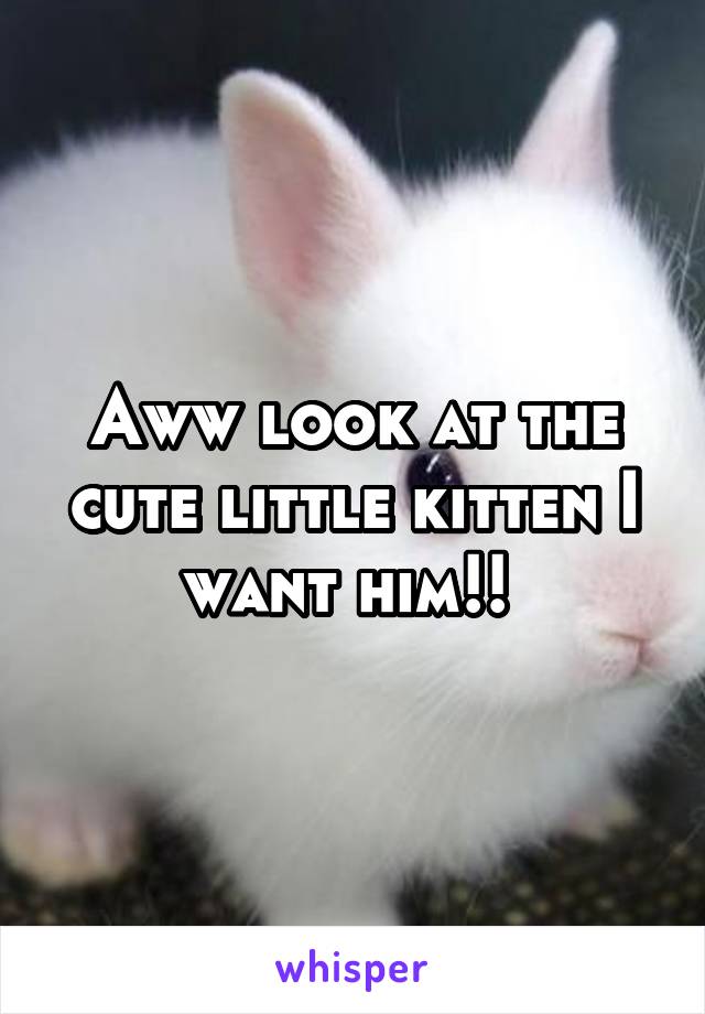 Aww look at the cute little kitten I want him!! 