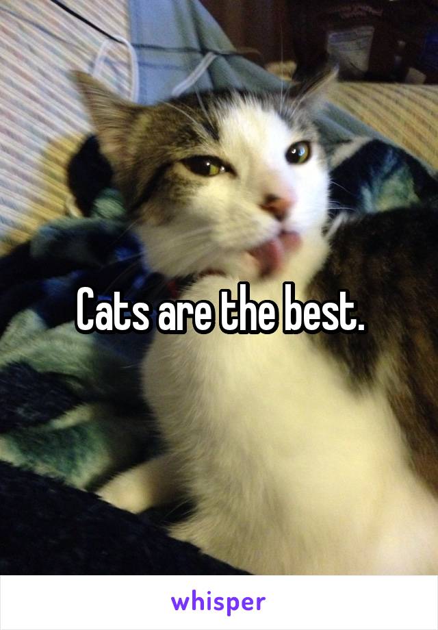 Cats are the best.