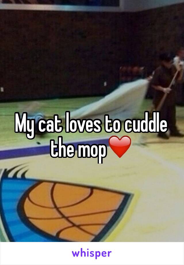 My cat loves to cuddle the mop❤️