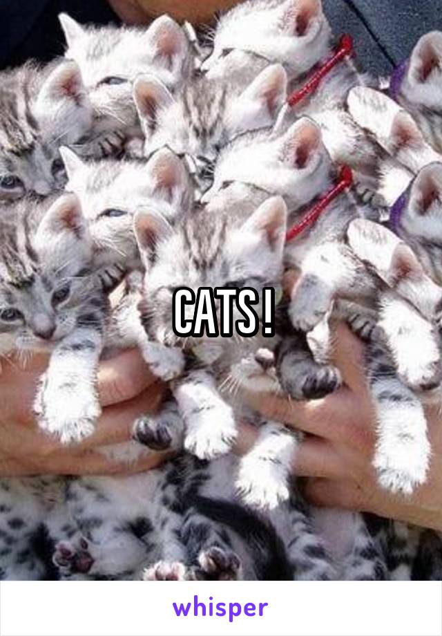 CATS !