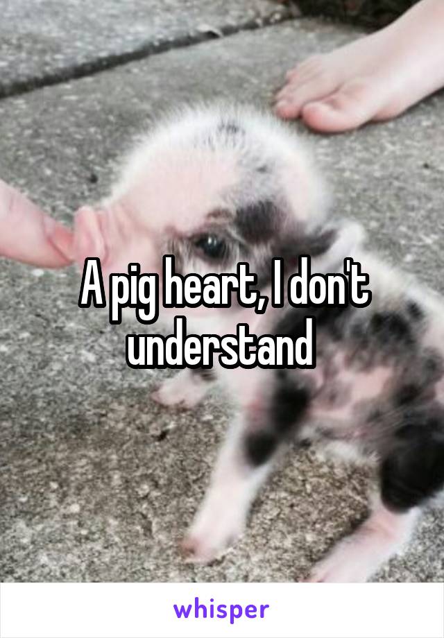 A pig heart, I don't understand 