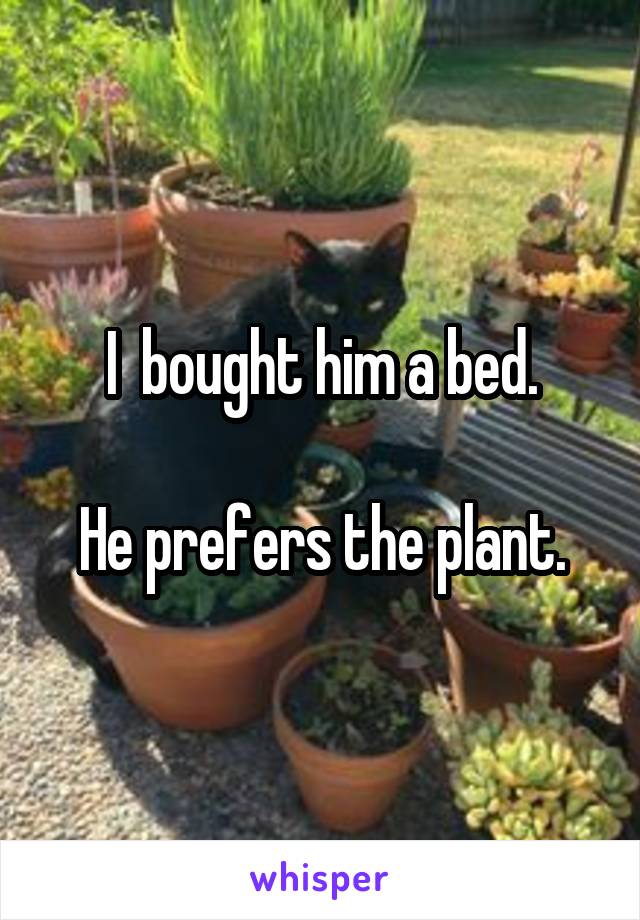 I  bought him a bed.

He prefers the plant.