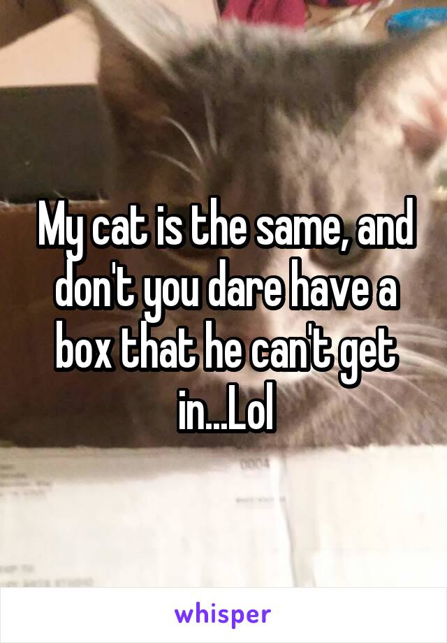 My cat is the same, and don't you dare have a box that he can't get in...Lol