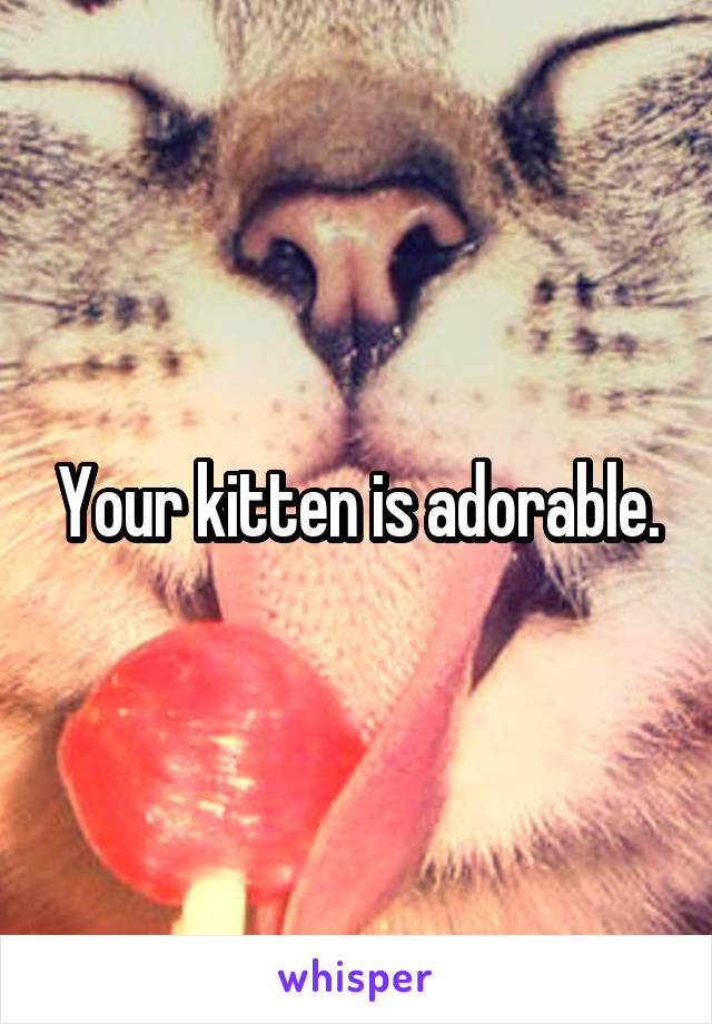 Your kitten is adorable.