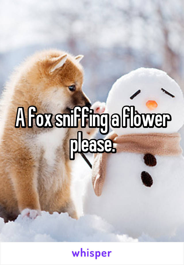 A fox sniffing a flower please.