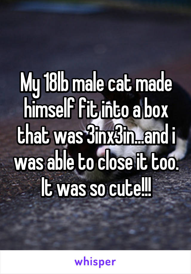 My 18lb male cat made himself fit into a box that was 3inx3in...and i was able to close it too. It was so cute!!!