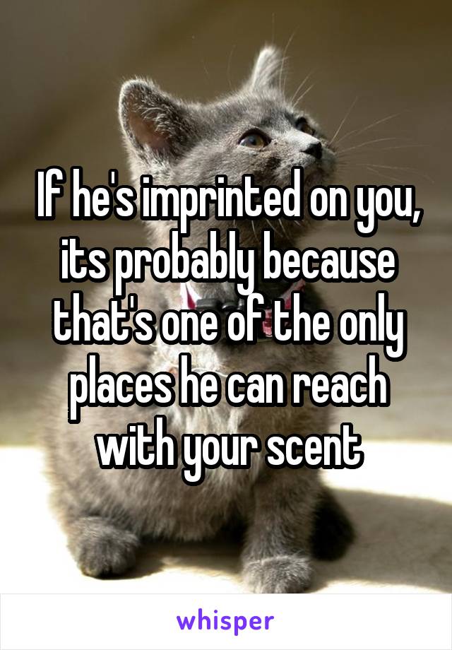 If he's imprinted on you, its probably because that's one of the only places he can reach with your scent