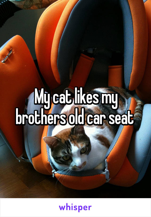 My cat likes my brothers old car seat 