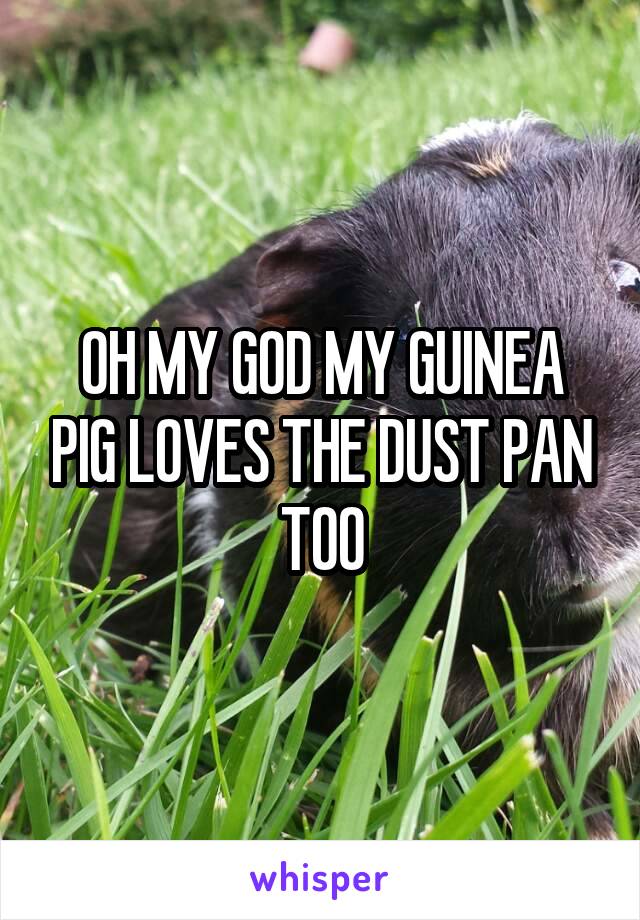 OH MY GOD MY GUINEA PIG LOVES THE DUST PAN TOO