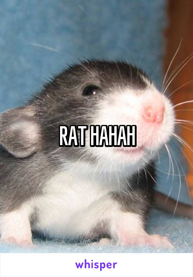 RAT HAHAH