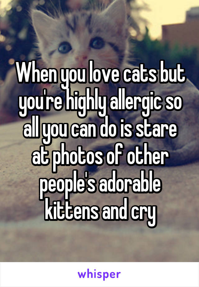 When you love cats but you're highly allergic so all you can do is stare at photos of other people's adorable kittens and cry