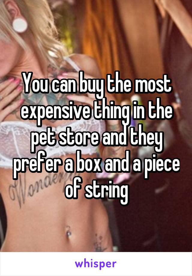 You can buy the most expensive thing in the pet store and they prefer a box and a piece of string