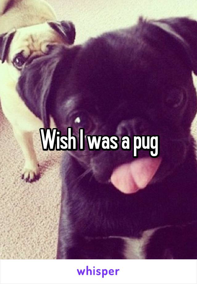 Wish I was a pug