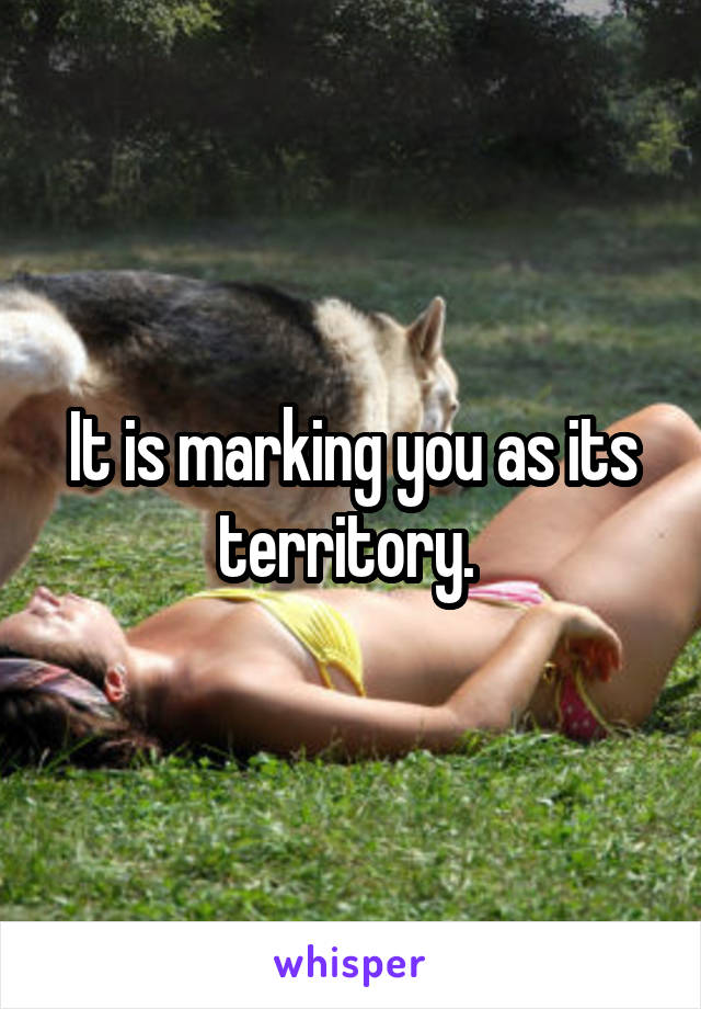 It is marking you as its territory. 